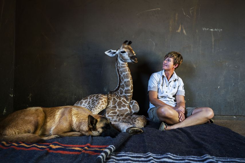 Hunter, un joven pastor belga Malinois, vigila a Jazz, una jirafa macho de nueve d&iacute;as, mientras la cuidadora Janie Van Heerden los observa en el orfanato Rhino en la provincia Limpopo de Sud&aacute;frica, el viernes 22 de noviembre de 2019.&nbsp;