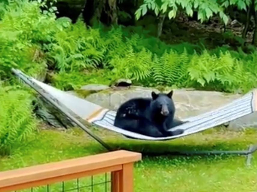 Esta imagen tomada de un video proporcionado por Noah Dweck muestra a un oso negro sentado en la hamaca en su patio trasero, el martes 11 de junio de 2024, en Waitsfield, Vermont.