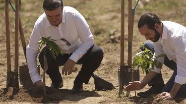 El canciller mexicano Marcelo Ebrard, a la izquierda, y el presidente de El Salvador, Nayib Bukele, plantan un &aacute;rbol durante el lanzamiento del programa Sembrando Vida en San Luis Talpa, El Salvador, el viernes 19 de julio de 2019.&nbsp;
