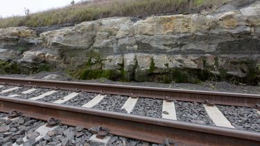 Vista de fósiles encontrados dentro de rocas de un bosque con 165 árboles en Ortigueira, estado de Paraná, sur de Brasil, el 15 de junio de 2022. El descubrimiento retrata formas de vida de hace 290 millones de años. Con raíces todavía fijas en el sustrato en ese momento, los árboles conservan su posición vertical, lo cual es raro.