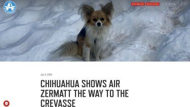 Imagen del perrito héroe, compartida en un comunicado de Air Zermatt, una compañía de rescate aéreo. Imagen del perrito héroe, compartida en un comunicado de Air Zermatt, una compañía de rescate aéreo.