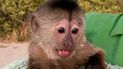 Foto cortesía de la oficina del alguacil del condado de San Luis Obispo, obtenida el 16 de agosto de 2022, muestra al mono capuchino después de hacer una llamada al 911 en Zoo To You cerca de Paso Robles, California.