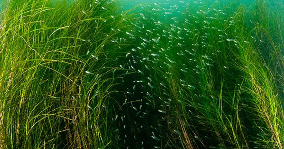 Autoridades de Florida preocupadas por la pérdida de pasto marino en costas del estado