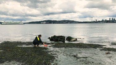 Phoebe Dawkins realiza estudios sobre la salud de las praderas marinas en Puget Sound.