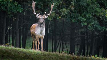 Foto referencial de un ciervo.&nbsp;