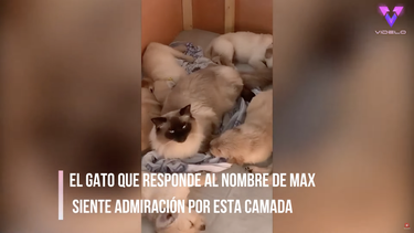 Este gato es el protector de una camada de Golden Retriever.&nbsp;