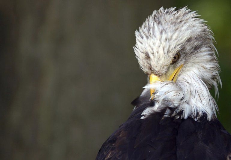 Nace la cría de Harriet, el águila calva de Florida más seguida en Internet