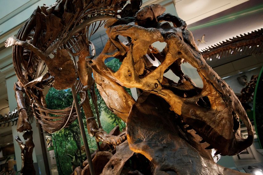La exhibición cubre casi 31.000 pies cuadrados y, aparte del esqueleto del Tyrannosaurus rex, incluye otros 700 especímenes fósiles.