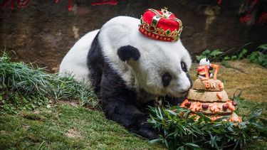 Basi, el panda gigante.&nbsp;