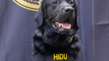 Esta fotografía de mayo de 2022 proporcionada por la organización Operation Underground Railroad muestra a Hidu, un perro entrenado para detectar dispositivos electrónicos, en Indianápolis, Indiana.