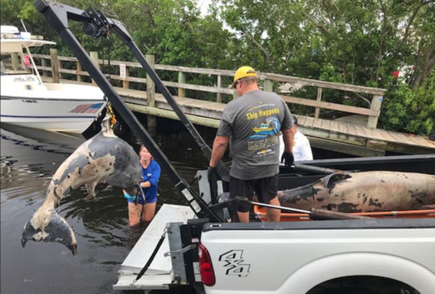 Personal del&nbsp;Laboratorio Marino y Acuario MOTE de Sarasota se encargará de determinar la causa de la muerte de los delfines.