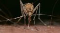 Nueva plaga de insectos atemoriza a los cubanos Nueva plaga de insectos atemoriza a los cubanos