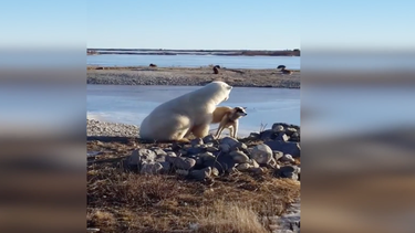 oso polar acaricia tiernamente a un perro salvaje en canada