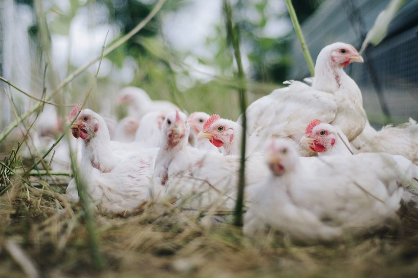 Iowa es uno de los estados más afectados por la gripe aviar