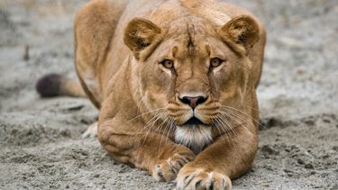 Niño muere tras ser mordido por una leona