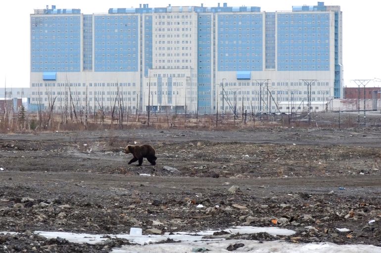 En esta foto de archivo tomada el 22 de mayo de 2022, un oso pardo pasea por un terreno baldío frente al hospital en la ciudad ártica de Norilsk, Rusia. Estados Unidos dijo el 26 de agosto de 2022 que creará un puesto de embajador del Ártico para intensificar la diplomacia a medida que Rusia y China aumentan su presencia en aguas abiertas por el cambio climático.