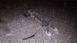 El micro robot del tamaño de un zancudo.