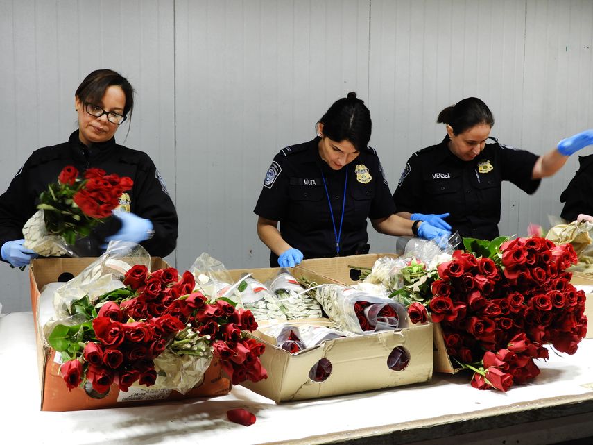 Agentes CBP inspeccionan las flores.&nbsp;