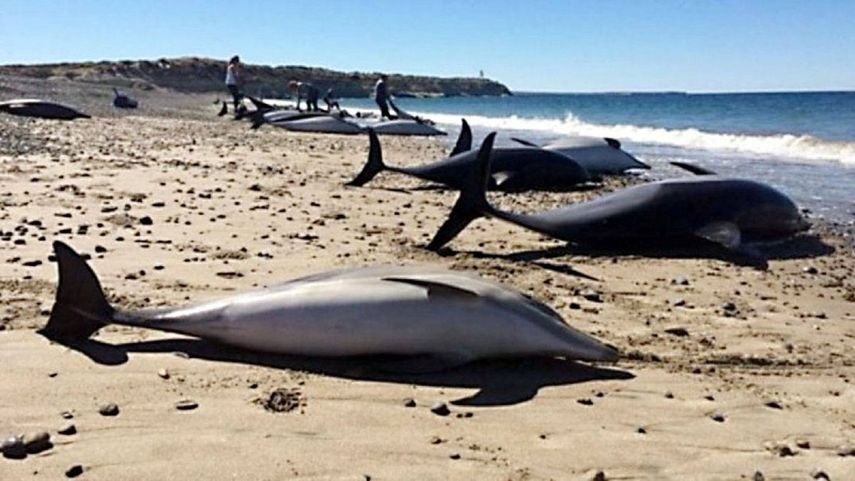 Miembros del Centro Nacional Patagónico (CENPAT) retiraron de la playa los delfines muertos y devolvieron al mar 19 que estaban aún vivos.