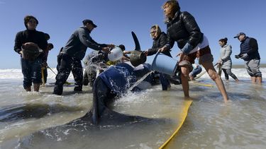 Rescatistas y voluntarios trabajan para devolver al mar una orca cerca de Mar Chiquita, Argentina, el lunes 16 de septiembre de 2019.