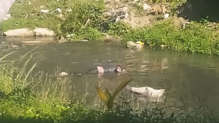 Un cadáver flota sobre el río de La Palma, en La Habana.&nbsp;