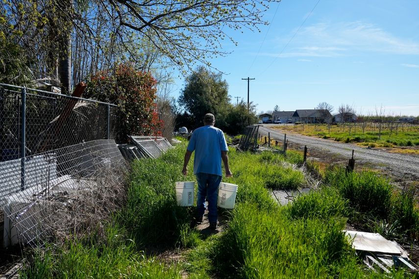 Fred Imfeld carga con dos cubos de agua para sus gallinas, el 17 de marzo de 2024, en Corning, Calif. El pozo de su propiedad se ha secado, así que dos veces al mes, rellenan un tanque de 9.463 litros (2.500 galones) ubicado en el exterior de su garaje para ducharse y lavar los platos y la ropa. Además, cada dos semanas reciben 113 litros (30 galones) de agua potable para cocinar y beber, mientras ahorran para un nuevo pozo más profundo.