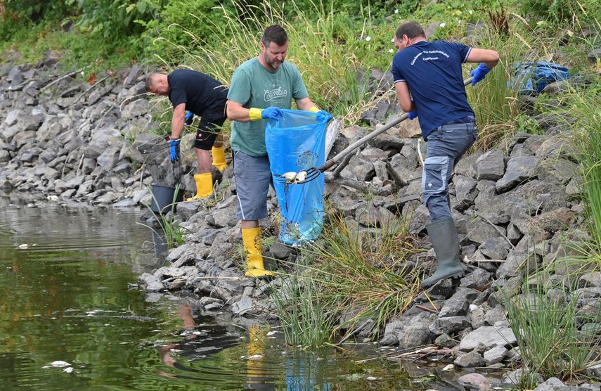 Voluntarios sacan peces muertos del río Oder en Lebus, en el oriente de Alemania, el 13 de agosto del 2022.