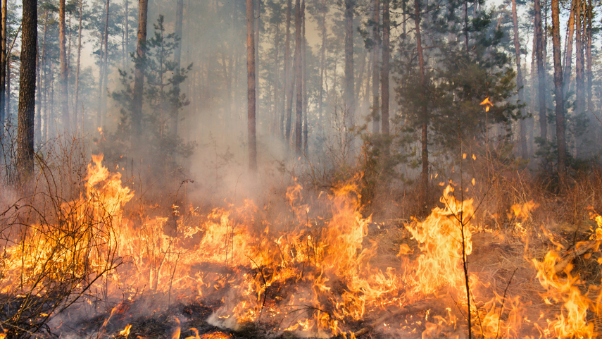 Incendios consumen cerca de 3,6 millones de hectáreas en Bolivia