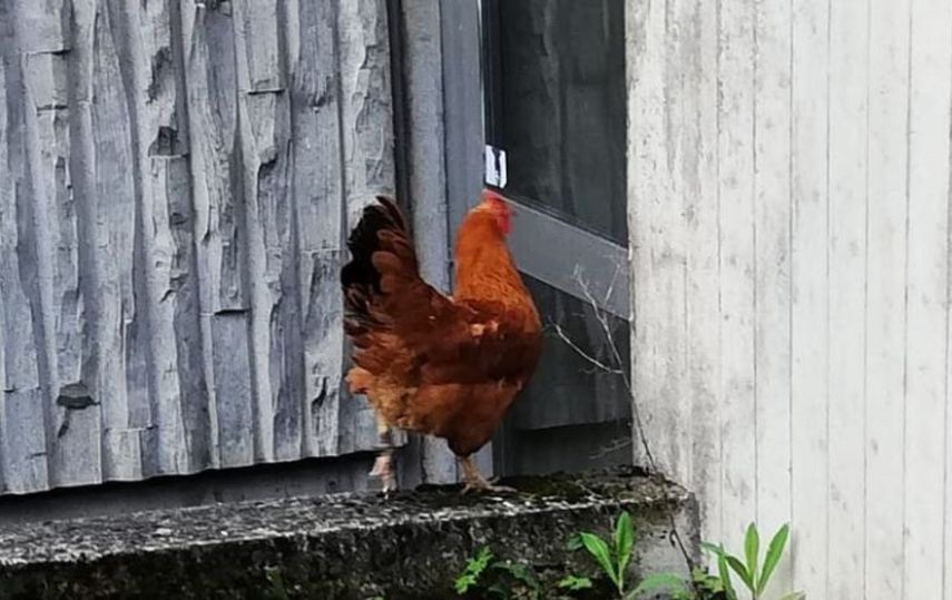 Fotografía de una gallina publicada por la&nbsp;Dirección de Policía de Neustadt, Alemania.
