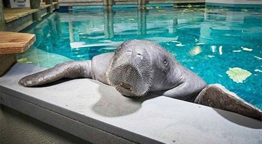 Snooty fallece dos días después de celebrar su cumpleaños número 69.&nbsp;