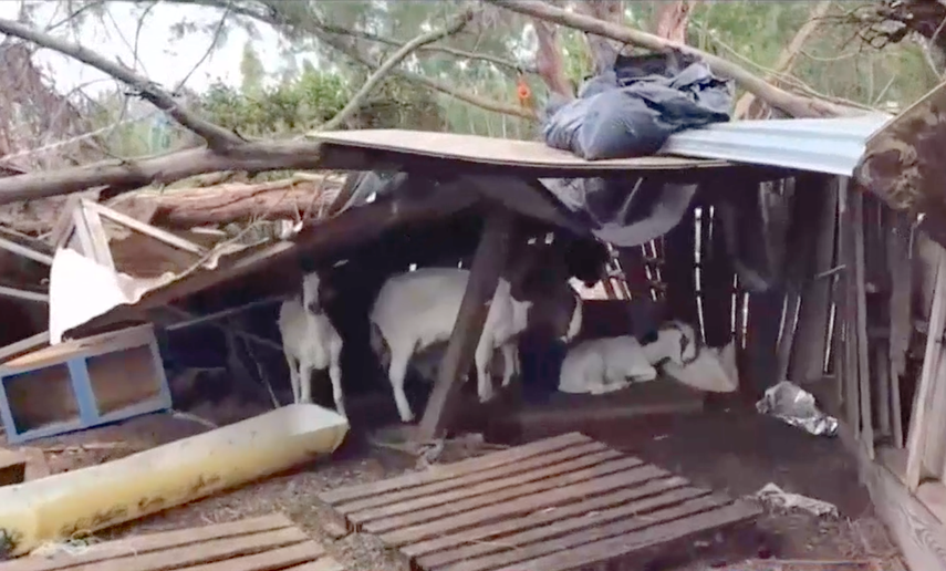 En las últimas horas&nbsp;han sido rescatados pollos, vacas, cabras y algunos perros, cuyas vidas peligraban debido a cómo vivían en la granja.
