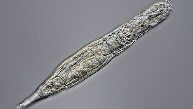 Un animal microscópico vive tras 24.000 años congelado