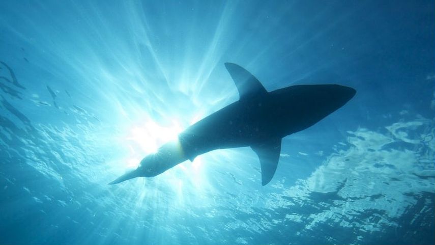 Un bañista fue atacado por un tiburón en Brasil