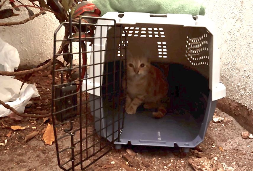 Este gatico que no llega al año de vida fue esterilizado con ayuda de voluntarios y del programa TNVR de Animal Services.