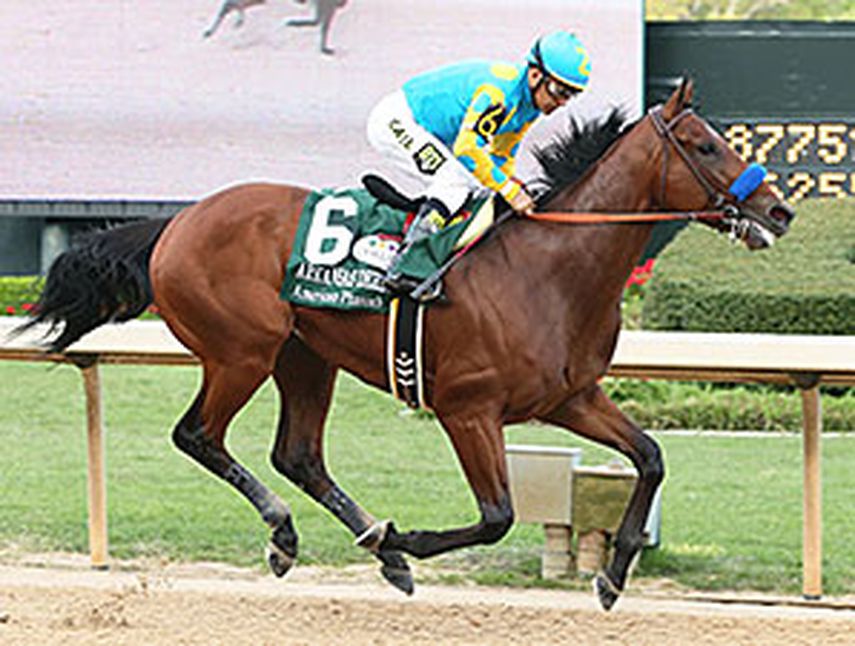 American Pharoah debió conformarse con el segundo puesto. (ARCHIVO)