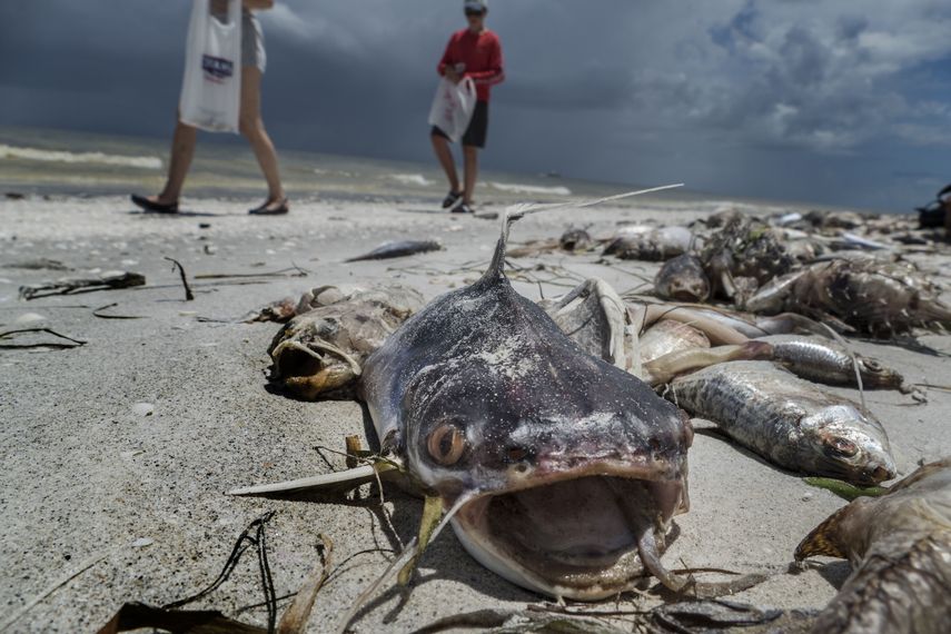 Vista de peces muertos a causa de la marea roja en Sanibel Island, costa suroeste de la Florida.