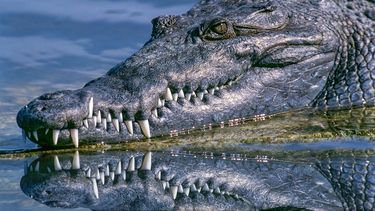 Australiano de 60 años se defiende con navaja de cocodrilo