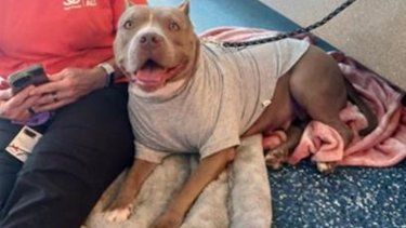 Foto de cortesía de Miami-Dade Animal Services (MDAS).