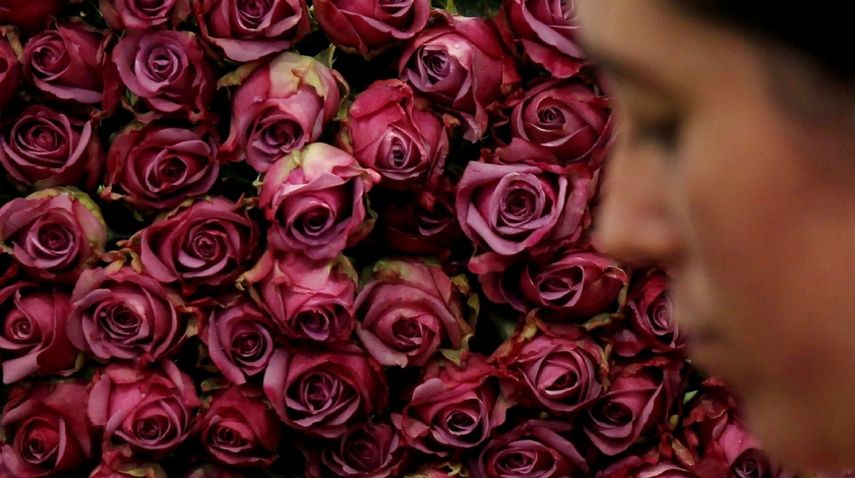 De acuerdo a Asocolflores, se espera que unos 4.000 millones de tallos crucen la frontera hacia territorio norteamericano en 2018 debido a distintas celebraciones.