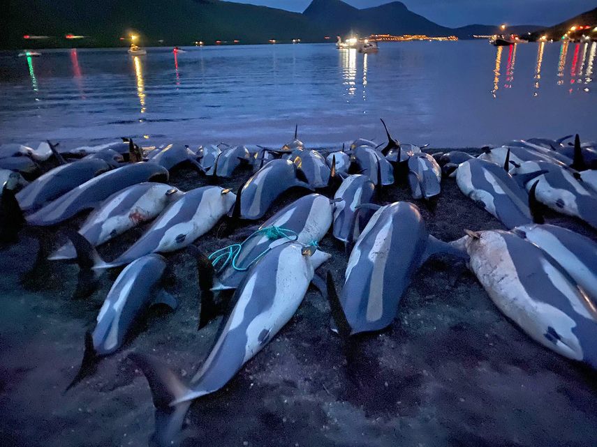 En esta foto distribuida por la Sea Shepherd Conservation Society los cuerpos de delfines muertos están tendidos sobre una playa de la isla Eysturoy, que forma parte del archipiélago de las Feroe, 12 de septiembre de 2021.&nbsp;