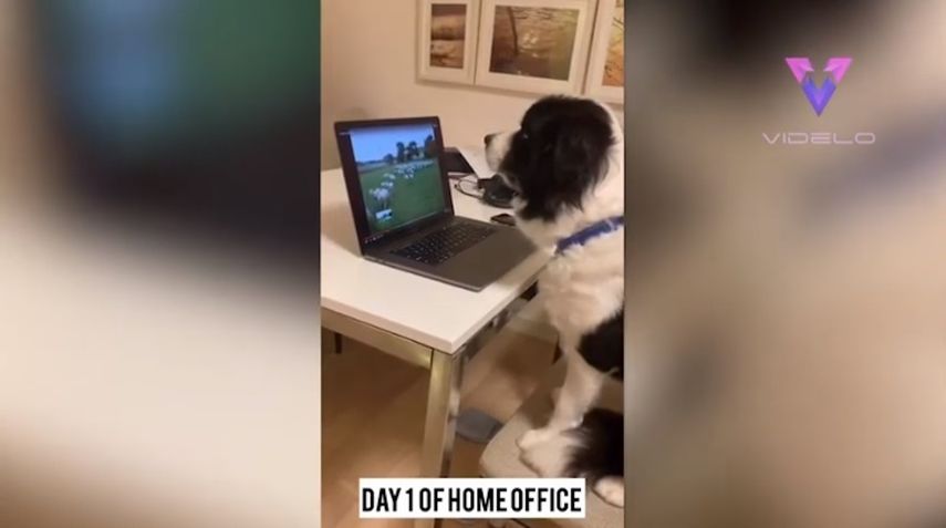 Obi, el perro pastor que trabaja desde casa.