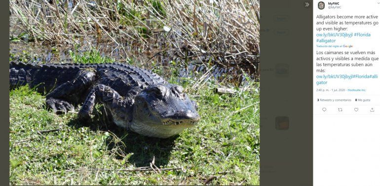 Florida: Cocodrilo ataca y muerde en un brazo a un cazador