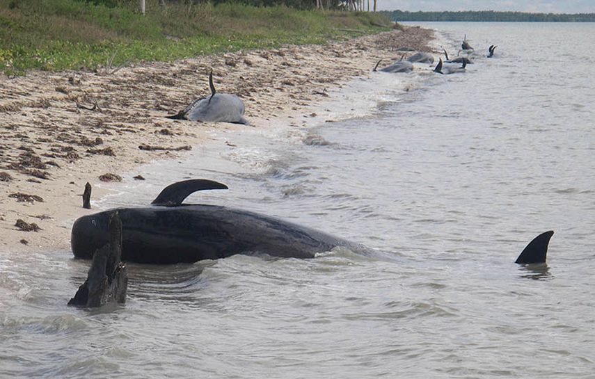 Más de 50 ballenas quedaron varadas ayer cerca del Parque Natural Everglades. En horas de la tarde del miércoles 10 habían muerto y las autoridades luchaban por salvar a los cetáceos. (FOTO: AP)