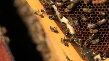 Cuando llueve, las abejas no vuelan, no salen, por lo que comen sus propias reservas de miel (AFP)