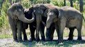 En esta imagen de abril de 2021 difundida por White Oak conservation se ven elefantes que solían pertenecer a un circo en su nuevo santuario de vida silvestre en Yulee, Florida, al norte de Jacksonville. En esta imagen de abril de 2021 difundida por White Oak conservation se ven elefantes que solían pertenecer a un circo en su nuevo santuario de vida silvestre en Yulee, Florida, al norte de Jacksonville.