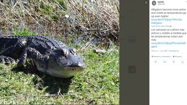 cocodrilo ataca y muerde en un brazo a un cazador