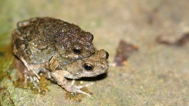 Ranas Túngaras (Foto Wikipedia)