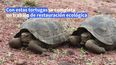 Tortugas gigantes en las islas Galápagos en Ecuador.