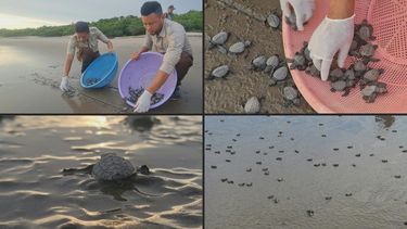 Liberan en playa de Nicaragua tortugas en riesgo de extinción.