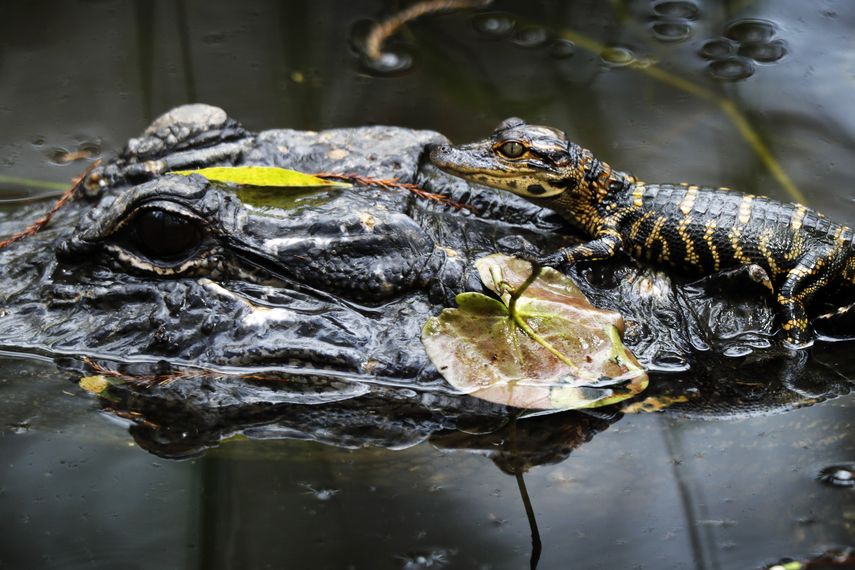 En esta imagen, tomada el 20 de octubre de 2019, una cría de caimán descansa sobre un adulto en un pantano en la Reserva Nacional Big Cypress National en Florida. 